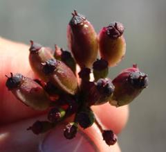 Nanobubon strictum