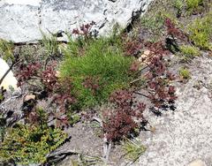 Nanobubon strictum