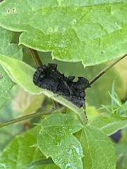 Ctenoplusia oxygramma