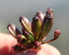 Nanobubon strictum