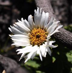 Osmitopsis dentata
