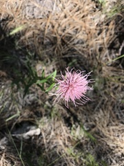 Cirsium wheeleri