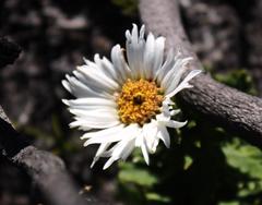 Osmitopsis dentata