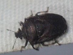 Amaurochrous cinctipes