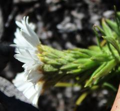 Osmitopsis dentata