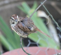 Melospiza melodia