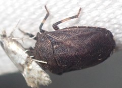 Amaurochrous cinctipes