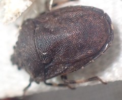 Amaurochrous cinctipes