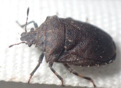 Amaurochrous cinctipes