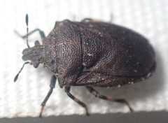 Amaurochrous cinctipes