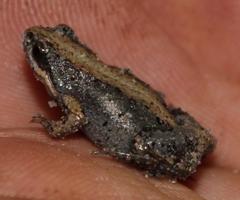 Cacosternum australis