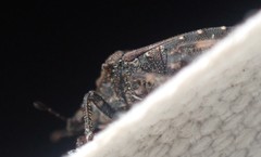 Amaurochrous cinctipes