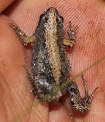 Cacosternum australis