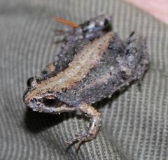 Cacosternum australis