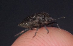 Amaurochrous cinctipes