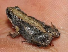 Cacosternum australis