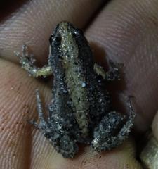 Cacosternum australis