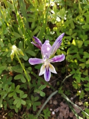 Babiana patula
