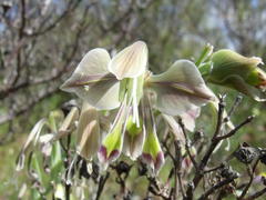 Gladiolus orchidiflorus