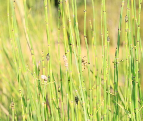 Equisetum ramosissimum iNat (1)