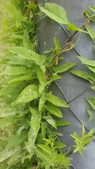 Convolvulus arvensis