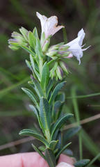 Lobostemon hottentoticus