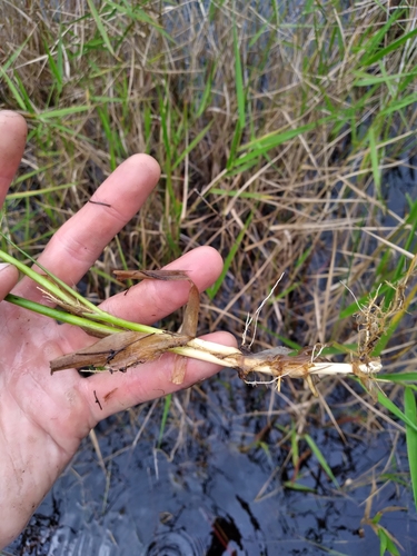 Image of Panicum hemitomon by (c) Scott Ward, some rights reserved (CC BY)