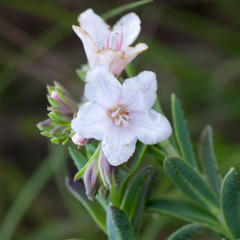Lobostemon hottentoticus