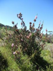 Erica verticillata