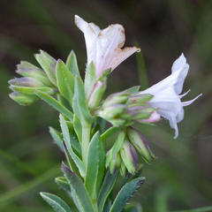 Lobostemon hottentoticus