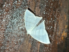 Ditrigona triangularia