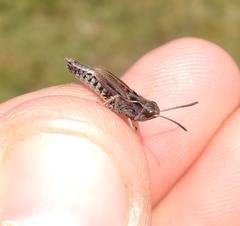 Stenobothrus ursulae