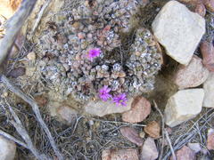 Trichodiadema marlothii