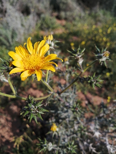 Image of Berkheya heterophylla by (c) Danie Palm, some rights reserved (CC BY)