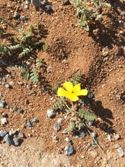 Tribulus pterophorus