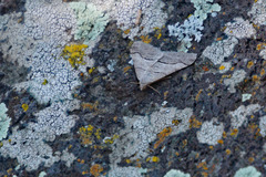 Hemeroplanis historialis