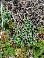 Selaginella sanguinolenta