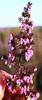 Erica parviflora parviflora - Photo (c) Tony Rebelo, algunos derechos reservados (CC BY-SA), subido por Tony Rebelo