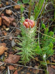 Oedera capensis