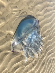 Rhizostoma octopus