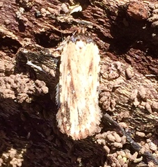 Agonopterix atrodorsella