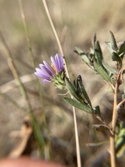 Symphyotrichum campestre
