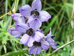 Delphinium crispulum