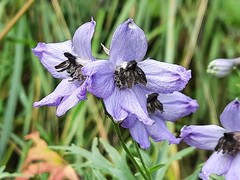 Delphinium crispulum