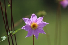Dahlia sherffii