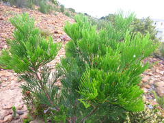 Hakea drupacea