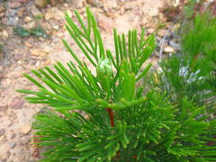 Hakea drupacea