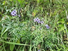 Delphinium crispulum
