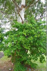 Ficus natalensis natalensis