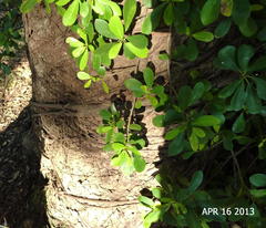 Ficus natalensis natalensis